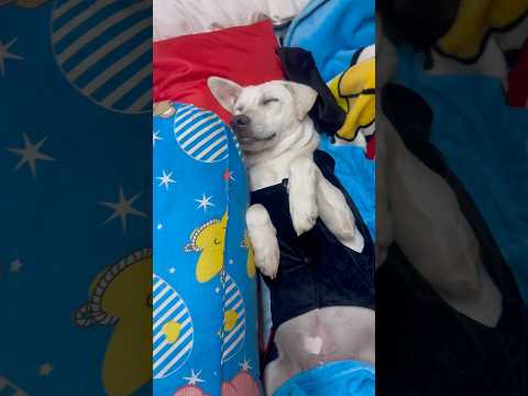 นอนดึก ตื่นสาย: ลูกชายเทวดา😄🐕#คลายเครียด #อ้ายสิงห์เสียเส้น