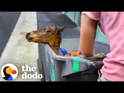 Photo for: Abandoned Premature Foal Too Weak To Walk Finds A Mare To Raise Him | The Dodo