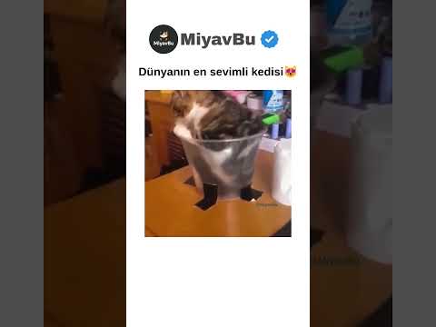 Dünyanın en SEVİMLİ Kedisi 😻