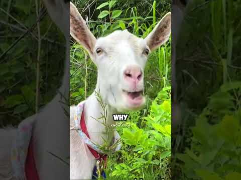 Want to Clear a Garden? Unleash the Goats. #farming #trendingshorts #fyp #funnyclips
