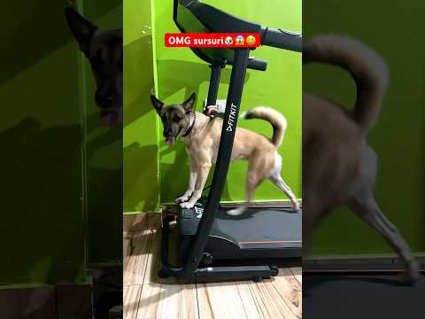 Advance training of Sursuri🐶😆 #shorts #ytshorts #cutedogs #funnydog #desidog #voiceforvoiceless