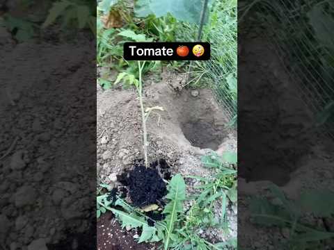 #jardinage #jardin #garden #agriculture #potager #astuce #naturelovers #permaculture
