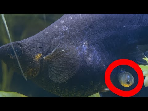 ¡Pariendo! Pez Molly Balon Expulsa Huevos y Alevines 🐠🫧🚨