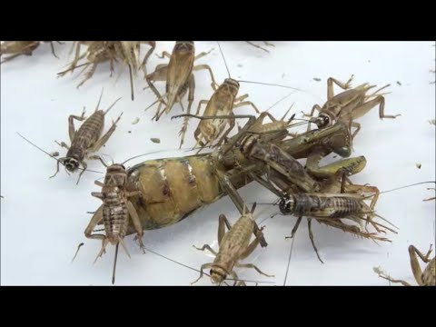寄生されたカマキリを大量のコオロギにあげてみたらヤバかった