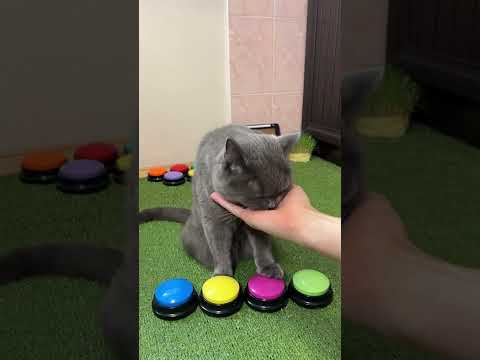 У Кота больше нет еды ( так он думал ) 🤣 Упный Кот