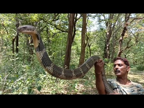#kingcobra release  13ft King Cobra's deadly attack on me while releasing😱