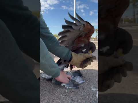 Our hawks are built different