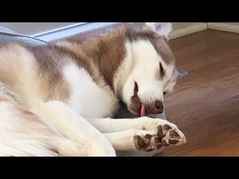 Silly Siberian Husky sleeps with her tongue out!