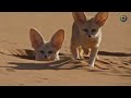 Animal Adaptations and Behaviors