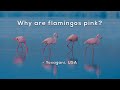 Understanding Flamingo Colors and Pigmentation