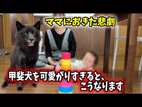 甲斐犬を可愛がりすぎると、こうなります。