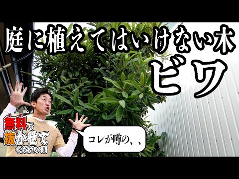 【タダ抜き】勝手に庭に生えた20年もののビワの根がヤバかった