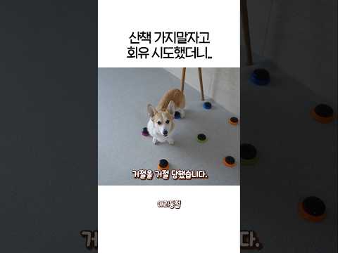 산책 가지말자고 말했더니 되돌아온 대답ㅋㅋㅋ