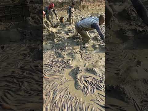 শিং মাছ চাষে পুকুর পুরাতন হলে কাদা উঠায় ফেলতে হবে অথবা কাঁদা শুকাইতে হবে #catfish #singmas
