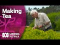 Tea Farming in Tasmania