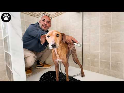 Brownie's first bath!