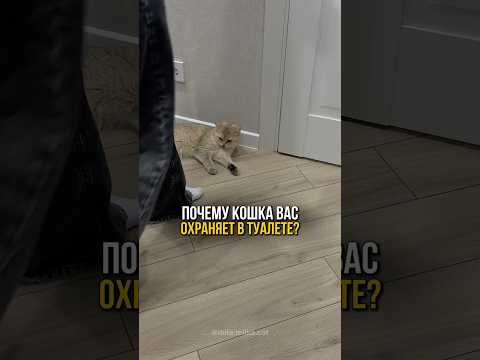 Почему кошка охраняет вас в туалете? 🐱