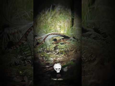 Bird screaming 🤯 #edit #birds #shorts