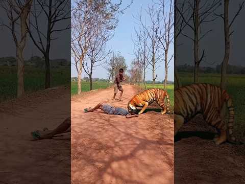 বাঘ মারতে লাঠি ভাঙ্গে?#viral #animals #tiger #sad #trending #tiger #tigers #shorts #tiger #attack