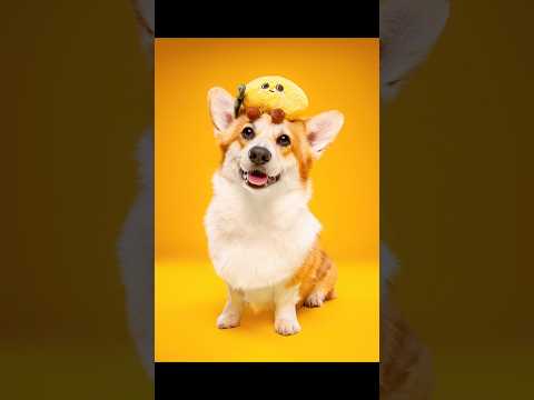 Laquelle tu préfères ? Version citrons 🍋 #chien #photographie #dogs