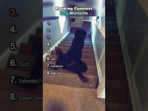 Ranking Funny Dog Moments 🐶🤣