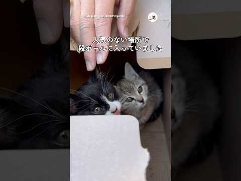 猫の動画サムネイル - ツーリング中に出会った子猫｜PECO #shorts