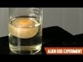 Understanding Osmosis through Egg Experiment