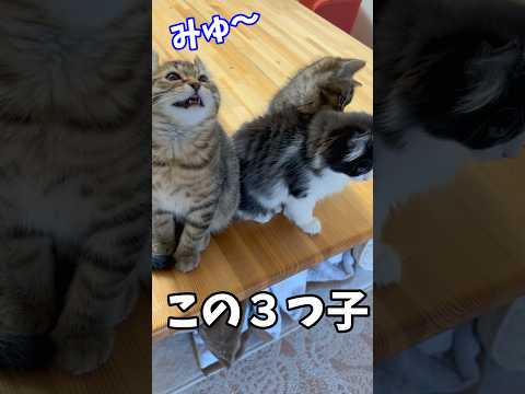 子猫たちの動きが❗️