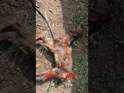 Goat 🐐 died #goatdied#goatdeath#goat#babygoatdeath#babygoatdied#shorts#animalshorts#animallife#goat