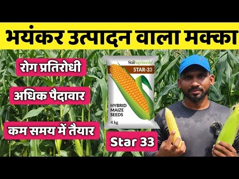 भयंकर उत्पादन वाली मक्के की किस्म । Best Maize 🌽 Variety Star 33 // Makka Ki kheti // Maize Farming