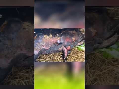 #invet #invetgroup #duck #chicken #nhànônglàmgiàu