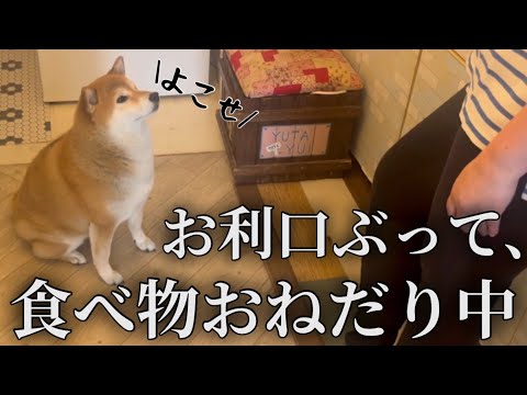 大好物のお肉スープが欲しくて、ママにお利口アピールをしている柴犬