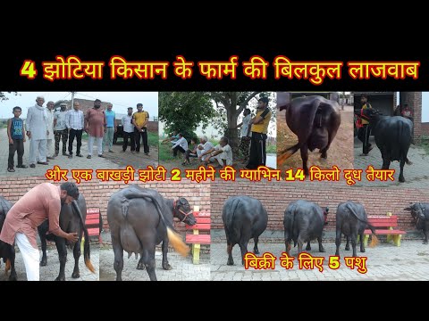 किसान के फार्म की 4 झोटिया बिल्कुल लाजवाब एक बाखड़ी 17 किलो दूध तैयार 2 महीने की ग्याभिन
