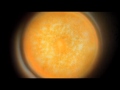 Exploring the World of Plankton