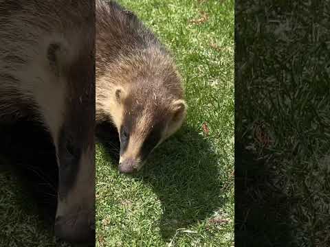 ゴルフ場にて、警戒心が弱い野生のアナグマと遭遇