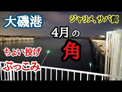 【4月4日(土)大磯港】の角 ぶっこみ、ちょい投げ夜釣りサバ餌、ジャリメ