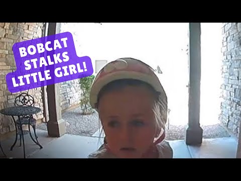 Poor Little Girl Gets Stalked by a Bobcat and Begs for HELP! 😳😱 #bobcat #shorts