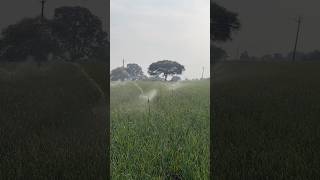 Garlic Farming 2026 🌱 Mini Sprinkler Irrigation | Will This Year’s Yield Beat Last Year?