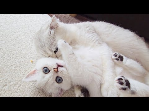 Mother cat scolds her naughty kitten who doesn't want to wash himself