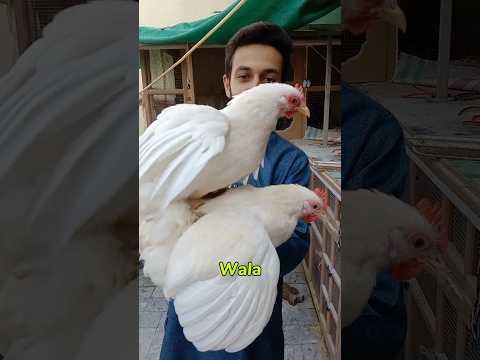 Chuzay Ka Pait Sa Live Kiray Nikal gye 🐛🦎🤯