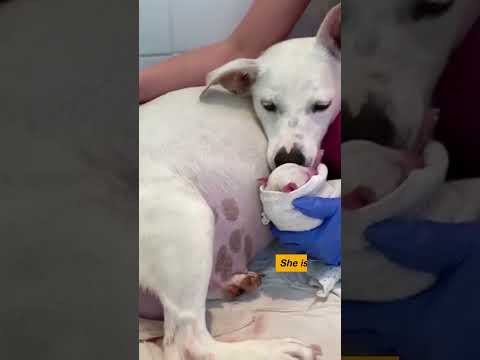 Dog gives birth to 14 beautiful babies