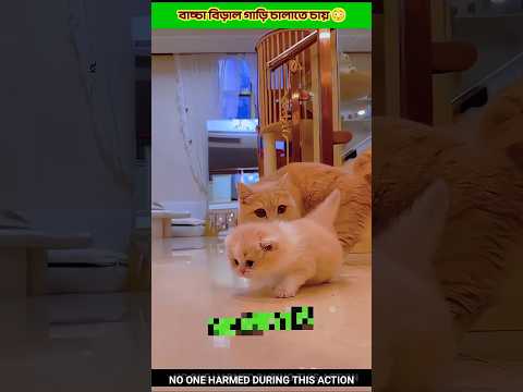 bacca biral gari chalabe..๐ตโ๐ซ๐ฑ #facts #petshub #funny