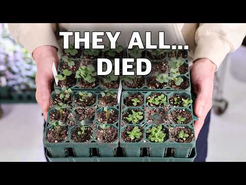 7 Reasons All My Seedlings Died...