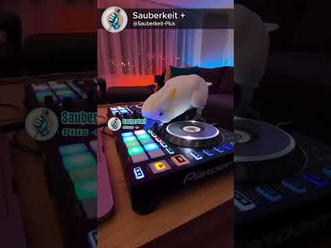 parrot DJ