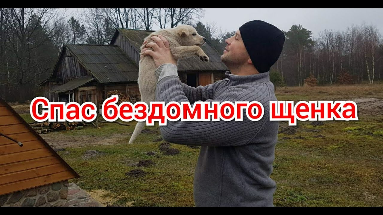 Подобрал бездомного щенка и привёз на черничный хутор. Почему щенок девочка лучше, чем кобель.