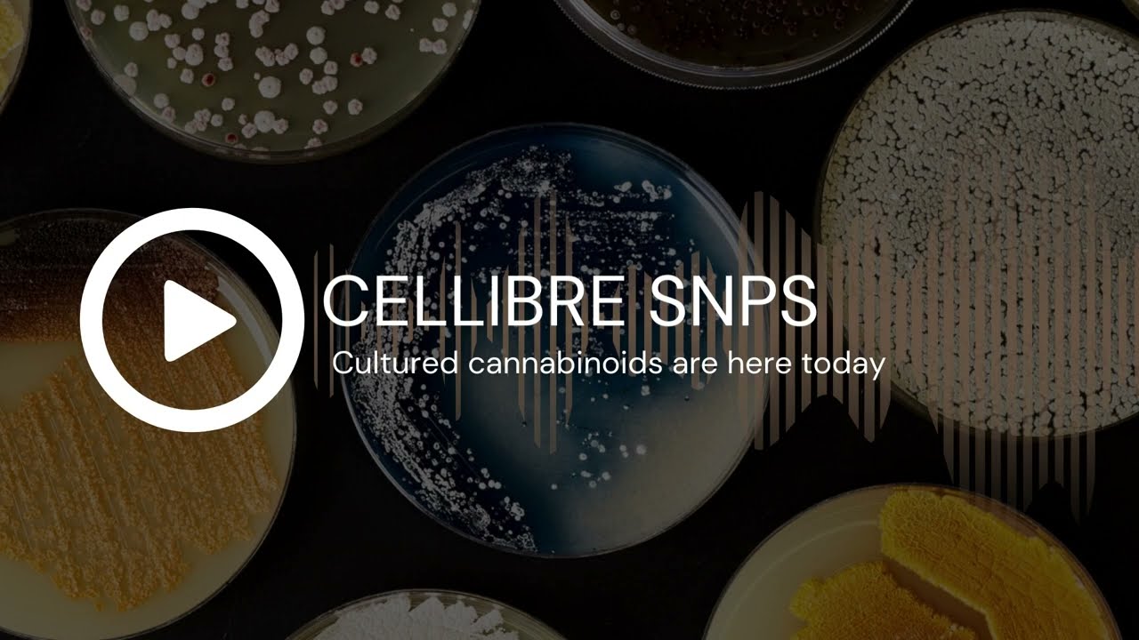 CELLIBRE SNPS: Cultured cannabinoids are here today