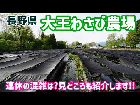 ぶらり旅 第559回 「長野県:大王わさび農場」-アクセス,駐車場,GW,夏休み,混雑,連休,北アルプス,カフェ-(2026.05)Daio Wasabi Farm,Nagano