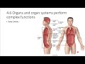 Human Anatomy and Organ Systems