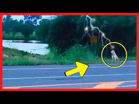 Este Cachorro PASSOU 4 ANOS Esperando Por Sua Família na Estrada, Até que Algo...