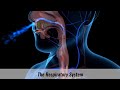 Respiratory System Functions and Structures